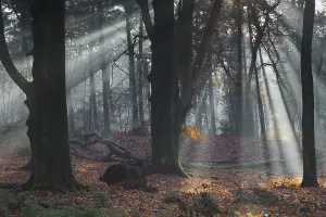 Light Beam Through Trees Prints: Rays of light in a beech forest