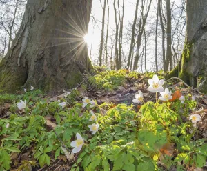 Sunlight Through Trees Prints: Rays of sunlight falling through the trees
