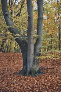 Lone Tree Photography Prints: Single tree in forest during fall