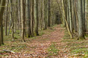 Empty Forest Scenery Prints: Spring in the beech forest