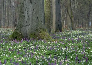 Uninhabited Woodland Landscape Prints: Spring forest
