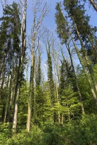 Uninhabited Wooded Area Prints: Spring forest with bare trees