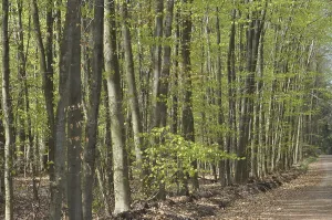 Beech Forest Scenery Prints: Spring forest, forest, path, forest path