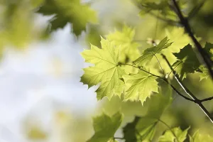 Maple Tree Photography Prints: Spring maple leaf in the forest
