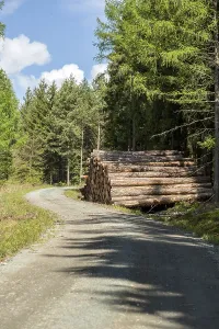 Spruce Tree Photography Prints: Stack or pile of pine logs on a forest path