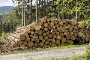 Forest Path Prints: Stack or pile of spruce logs on a forest path