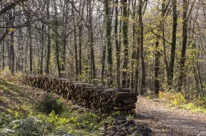 Travel Photography Woods Prints: Stack of tree trunks piled up wood logs in forest