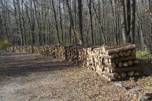 Deserted Wood Storage Prints: Stack of tree trunks piled up wood logs in forest