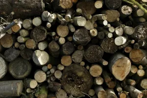 Forest Management Practices Prints: Stack of Wood