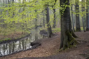 Springtime In The Woods Germany Prints: Stream and beech forest in spring