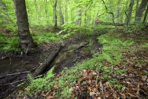 European Deciduous Tree Landscape Prints: Stream in the beech forest, spring