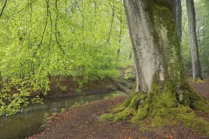 Central Europe Countryside Views Prints: Stream and beech forest in spring