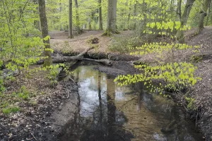 Beautiful German Forests Prints: Stream and beech forest in spring