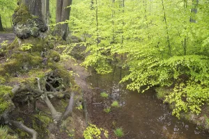 European Beech Tree Forests Prints: Stream and beech forest in spring