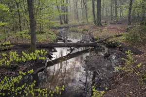 Central European Forest Landscapes Prints: Stream and beech forest in spring