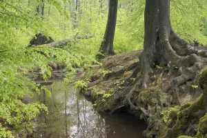 European Beech Tree Forests Prints: Stream and beech forest in spring