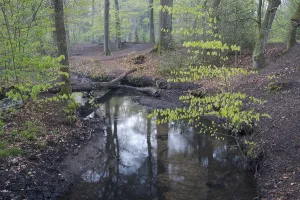 European Beech Tree Forest Prints: Stream and beech forest in spring