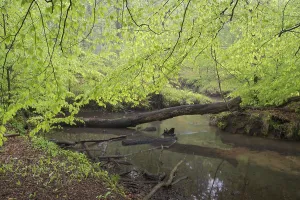 European Beech Tree Forests Prints: Stream and beech forest in spring