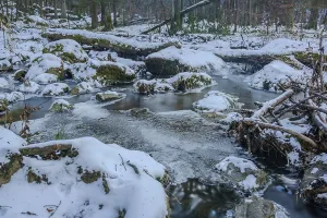Bavaria Forest Landscape Prints: A stream flows through the forest