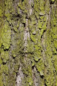 Landscape Photography Austria Prints: Structured bark of a tree in the forest