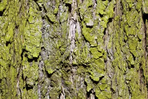 Open Air Forest Photography Prints: Structured bark of a tree in the forest