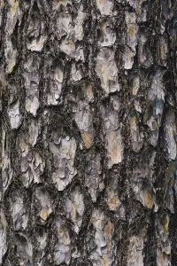 Coniferous Tree Background Prints: Texture of pine bark background