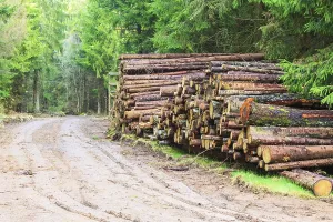 Scandinavian Forest Prints: Timber stack by the road in the forest