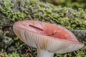 Deserted Pine Tree Forest Prints: Toadstool in the pine forest