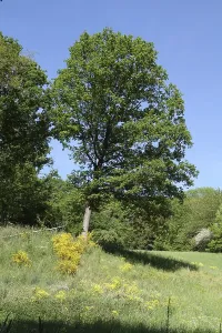 Cultivated Landscape Photography Prints: Tree on the edge of the forest