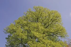 Travel Photography North Germany Prints: Tree in spring