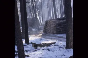Uninhabited Woods Prints: Tree trunks