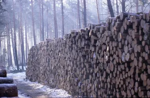 No People In The Forest Prints: Tree trunks