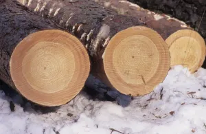 Annual Ring Patterns Prints: Tree trunks