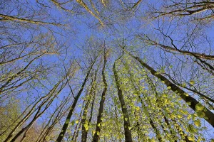 Common Beeches Prints: Tree trunks, deciduous forest in spring
