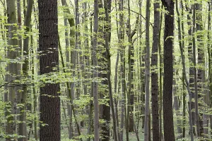 Deciduous Forest In Spring Prints: Tree trunks, deciduous forest in spring