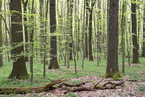 Springtime Deciduous Trees Prints: Tree trunks, deciduous forest in spring