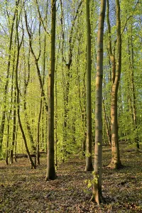 Common Beeches Prints: Tree trunks, deciduous forest in spring