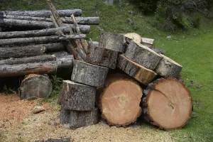 Timber Industry Landscape Prints: Tree trunks, tree trunk, trunks