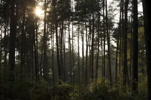 Backlit Nature Photos Prints: Trees in backlight