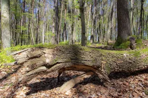 Nature Photography Springtime Prints: Trees of a beech forest during spring time