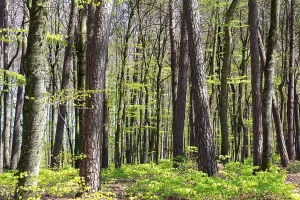 Beautiful Deciduous Forests Prints: Trees of a beech forest during spring time