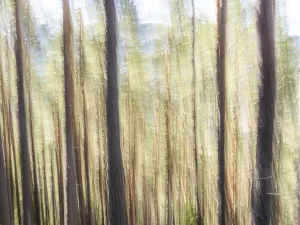 Europe Outdoor Photography Prints: Trees in the forest, pull-along effect