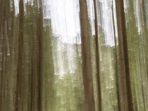 Motion Blur In Nature Photography Prints: Trees in the forest, pull-along effect