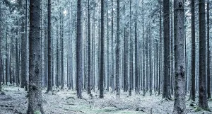 European Botany Photos Prints: Trees in the Thuringian Forest, Thuringia, Germany