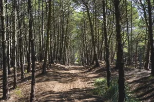 Nature Photography Landscapes Prints: View of a path under the trees inside a forest