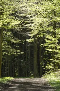 Danish Countryside Scenery Prints: Walking path in a beech forest in spring