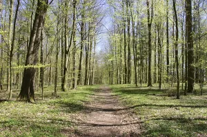 Springtime Nature Prints: Walking path in a beech forest in spring, Denmark