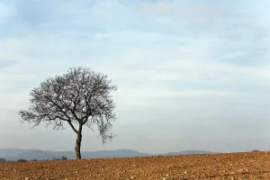 Deciduous Tree Winter Prints: Walnut tree