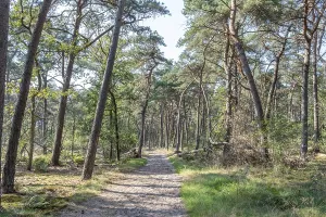 Deserted Pine Forest Prints: Wide sandy path in sparse pine forest
