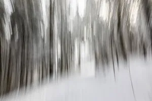 Blurred Motion Winter Scene Prints: Winter forest, blur effect, pull-along effect
